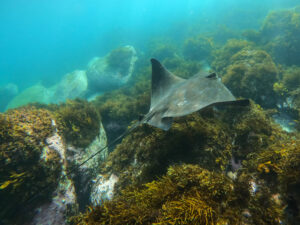 A Southern Eagle Ray in Gordons Bay near Coogee, in the month of June.