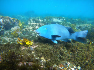 A Blue Groper in Gordons Bay