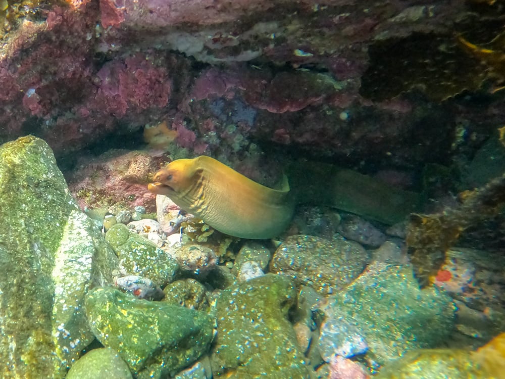 Moray Eel in Bushrangers Bay