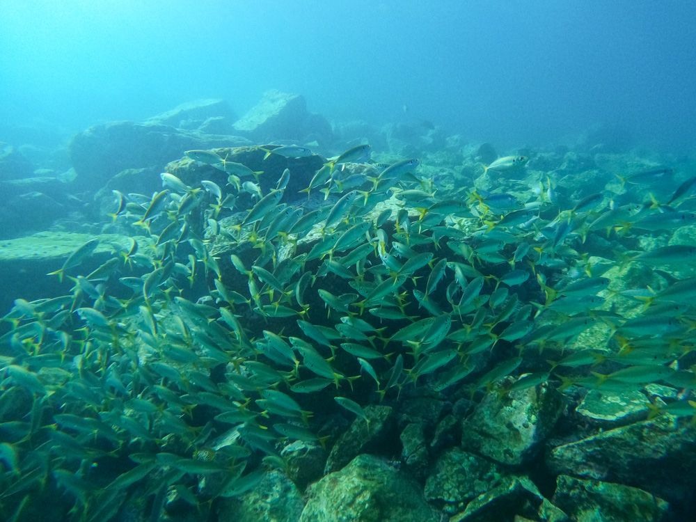 Yellowtail Scad in Bushrangers Bay