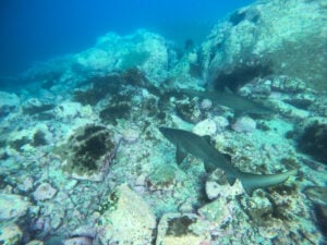 Grey Nurse Sharks in Bushrangers Bay