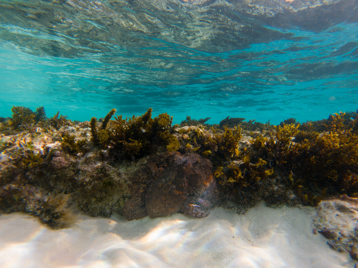 Common Sydney Octopus