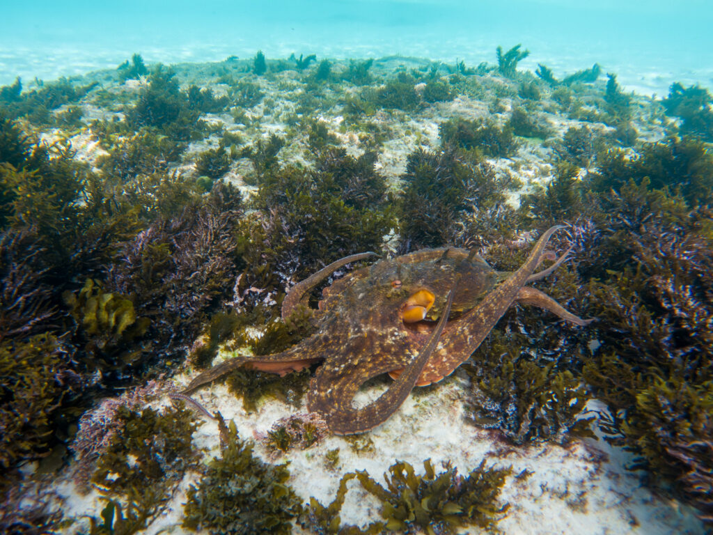 A common Sydney Octopus at Murrays Beach