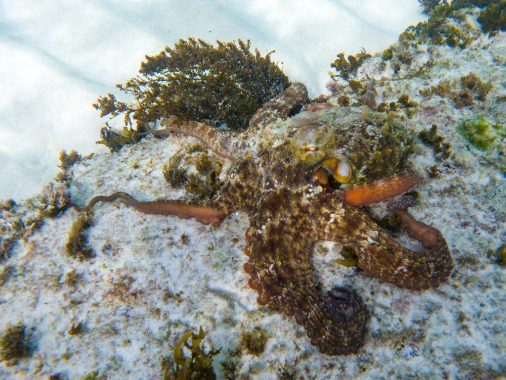 The Common Sydney Octopus is one of many species moving south, is now spotted more often in Tasmania.