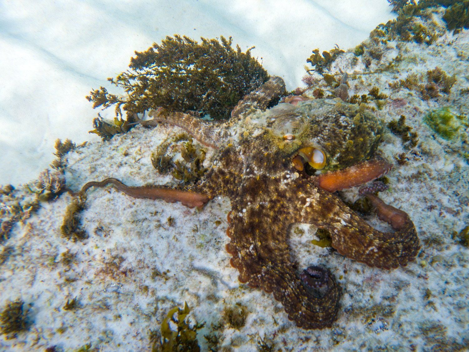 Warm Waters on the Move: Australia’s Marine Life Journey Southwards