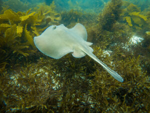 A Common Stingaree at Blenheim Beach