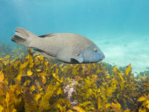 Female Eastern Blue Groper