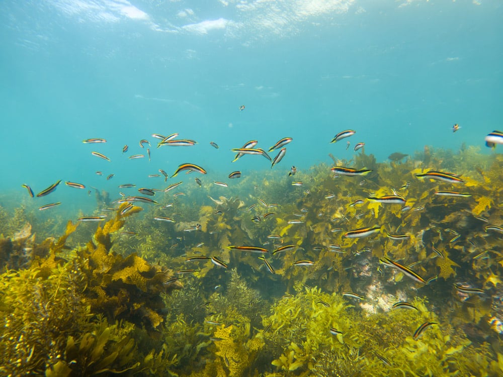 Eastern Hulafish at Shelly Beach