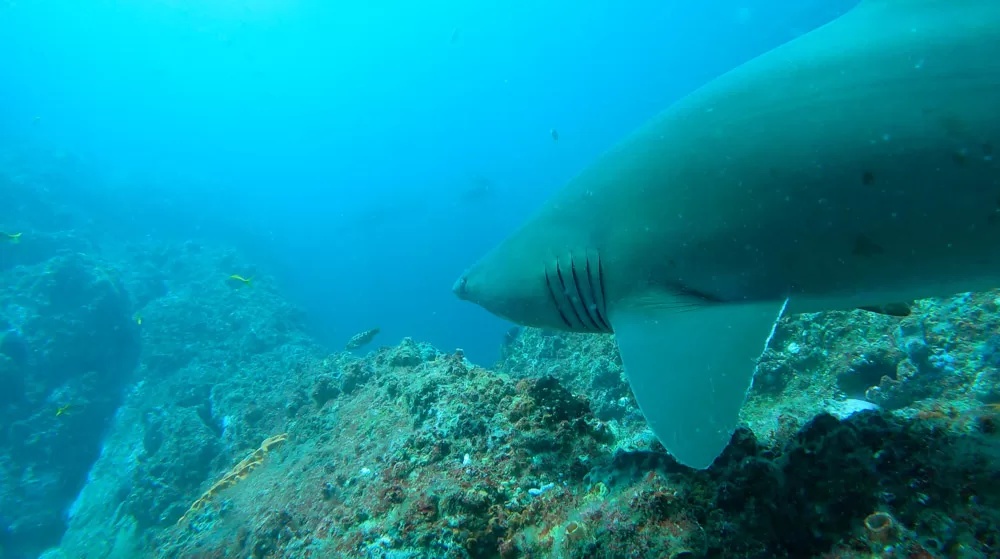 Grey Nurse Shark at Fish Rock