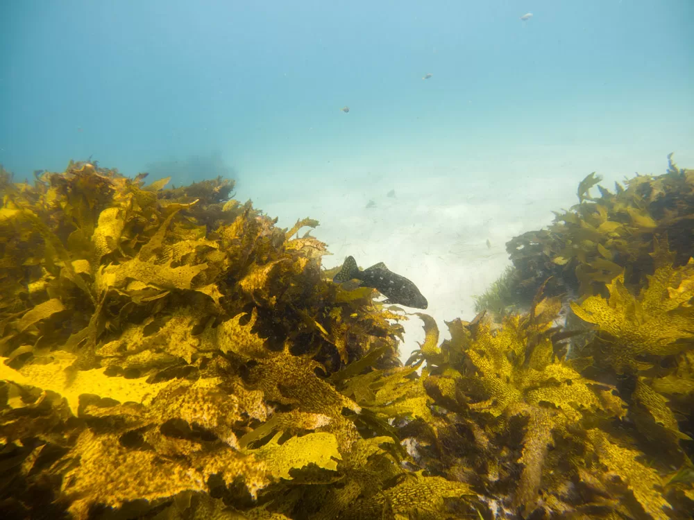 Kelp at Freshwater Beach