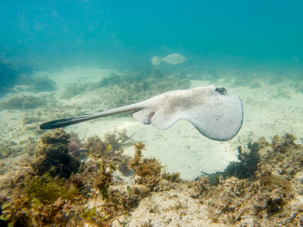 Common Stingaree